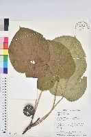 藏品(三年桐、光桐)的圖片