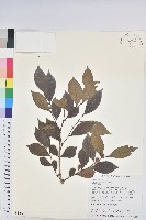 藏品(細葉饅頭果)的圖片