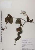 藏品(菊花木)的圖片