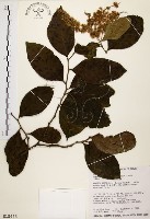 藏品(天料木)的圖片