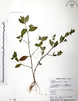 藏品(克非亞草)的圖片