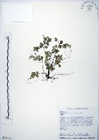 藏品(小椒草)的圖片