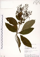 藏品(水金京)的圖片