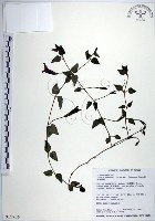 藏品(倒地蜈蚣、四角銅鑼)的圖片