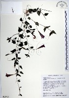 藏品(倒地蜈蚣、四角銅鑼)的圖片