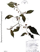 藏品(龍珠)的圖片