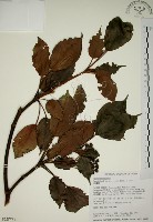 藏品(昆欄樹)的圖片