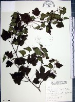 藏品(漢氏山葡萄)的圖片