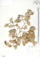 藏品(海茄苳)的圖片