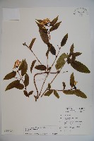 藏品(阿里山忍冬、漸尖葉忍冬)的圖片