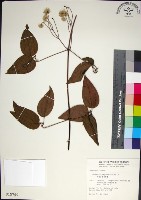 藏品(麥氏鐵線蓮)的圖片