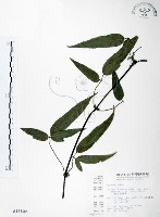 藏品(森氏鐵線蓮)的圖片