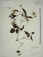 藏品(小木通)的圖片