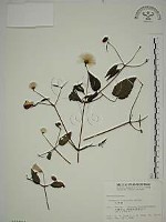 藏品(小木通)的圖片