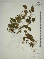 藏品(小木通)的圖片