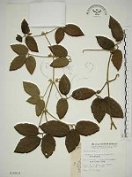 藏品(銹毛鐵線蓮)的圖片