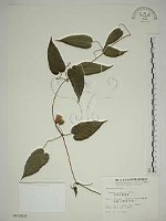 藏品(亨利氏鐵線蓮)的圖片