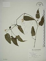 藏品(亨利氏鐵線蓮)的圖片