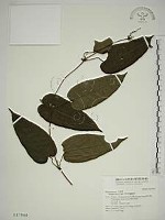 藏品(亨利氏鐵線蓮)的圖片