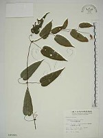 藏品(亨利氏鐵線蓮)的圖片