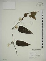 藏品(亨利氏鐵線蓮)的圖片