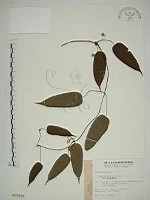 藏品(亨利氏鐵線蓮)的圖片