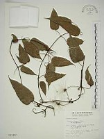 藏品(亨利氏鐵線蓮)的圖片