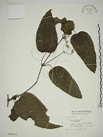 藏品(亨利氏鐵線蓮)的圖片