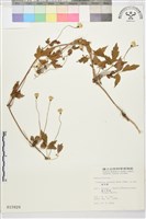 藏品(繡球藤)的圖片