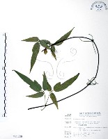 藏品(森氏鐵線蓮)的圖片