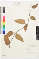 藏品(亨利氏鐵線蓮)的圖片