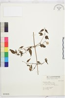 藏品(小木通)的圖片
