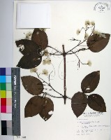 藏品(厚葉鐵線蓮)的圖片