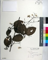 藏品(厚葉鐵線蓮)的圖片