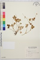 藏品(鹿場毛茛)的圖片