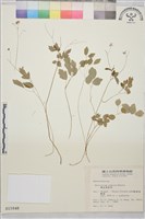 藏品(傅氏唐松草)的圖片