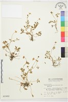藏品(蓬萊毛茛)的圖片