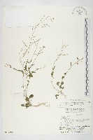 藏品(玉山筷子芥)的圖片