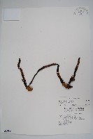 藏品(穗花蛇菰)的圖片