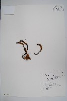 藏品(穗花蛇菰)的圖片