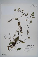 藏品(臺灣附地草)的圖片