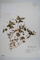 藏品(紫花鳳仙花)的圖片