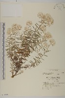 藏品(玉山抱莖籟簫)的圖片
