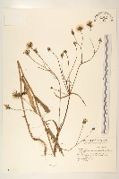 藏品(玉山毛蓮菜)的圖片