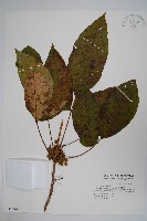 藏品(臺灣藤漆)的圖片