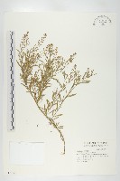 藏品(獨行菜)的圖片