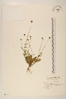 藏品(矮菊)的圖片