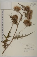 藏品(玉山薊)的圖片