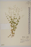 藏品(小花繁縷)的圖片