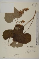 藏品(黃山蟹甲草)的圖片